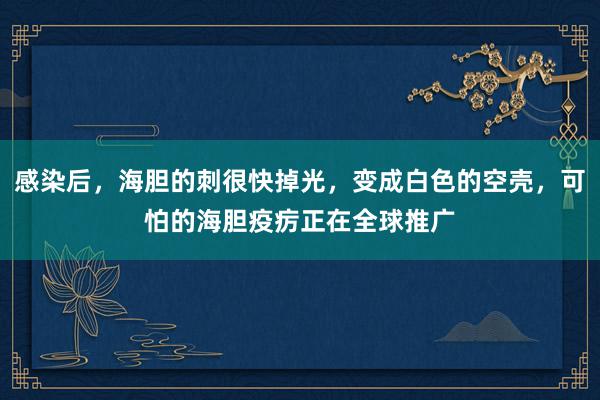 感染后，海胆的刺很快掉光，变成白色的空壳，可怕的海胆疫疠正在全球推广